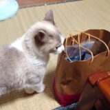【株主優待】タスキホールディングスの優待【記念】