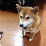 【ピザ窯】いろいろと焼いてみた結果【スペアリブなど】