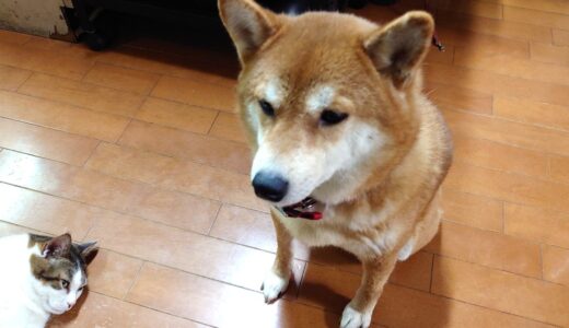 【ピザ窯】いろいろと焼いてみた結果【スペアリブなど】