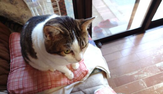 【コーヒー粕】着火剤を自作してみた