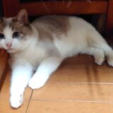 【配当金・分配金】2025年10月分