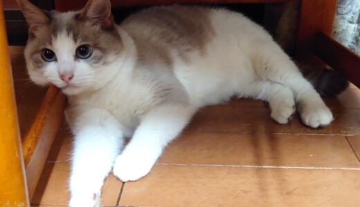 【配当金・分配金】2025年10月分