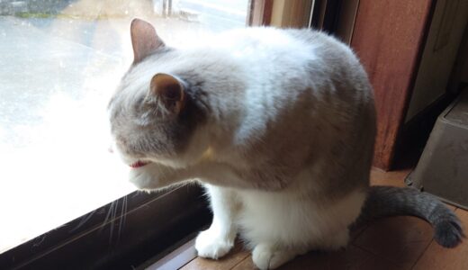 【2025秋】キャピタルゲイン狙いのスクリーニングの経過観察【バリュー】