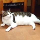 【2025秋】キャピタルゲイン狙いのスクリーニングの経過観察【グロース】