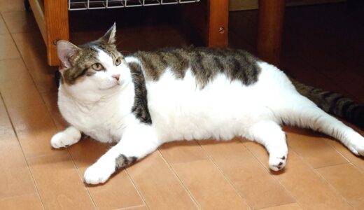 【2025秋】キャピタルゲイン狙いのスクリーニングの経過観察【グロース】