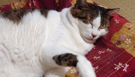 【配当金・分配金】2025年11月分