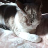 【2026新春】キャピタルゲイン狙いのスクリーニング【バリュー】