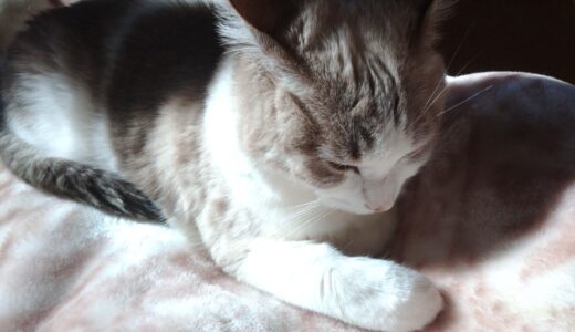 【2026新春】キャピタルゲイン狙いのスクリーニング【バリュー】