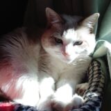 【2026新春】キャピタルゲイン狙いのスクリーニング【グロース】