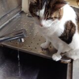 【配当金・分配金】2025年12月分