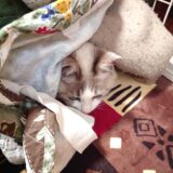 【燻製】鹿肉でジャーキーを作ろう！