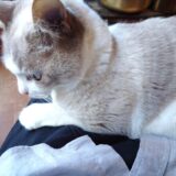 【ピザ窯】久しぶりの稼働でピザを焼く（焼くだけ）