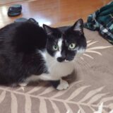 【燻製】ホタテの貝柱の燻製はこれでいいのでは？