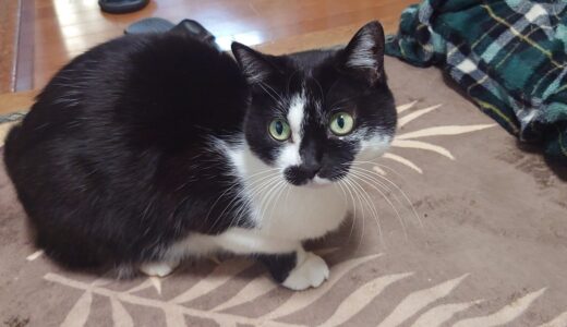 【燻製】ホタテの貝柱の燻製はこれでいいのでは？