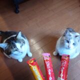 【配当金・分配金】2026年1月分