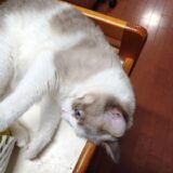 【株主優待?】日本都市ファンド（J-REIT）からまさかの優待