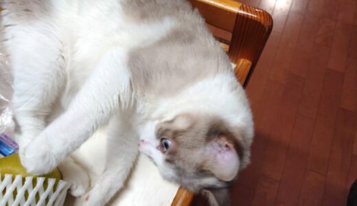 【株主優待?】日本都市ファンド（J-REIT）からまさかの優待