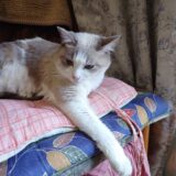 【2026新春】キャピタルゲイン狙いのスクリーニングの経過観察【バリュー】