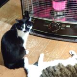 【配当金・分配金】2026年2月分