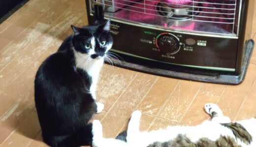 【配当金・分配金】2026年2月分