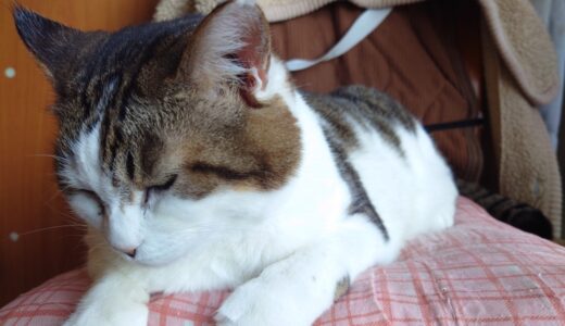 【修行】唐津日帰り旅行【番外編】