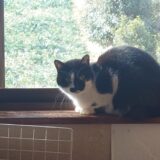 【2026春】キャピタルゲイン狙いのスクリーニング【バリュー】