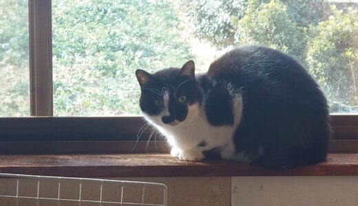 【2026春】キャピタルゲイン狙いのスクリーニング【バリュー】