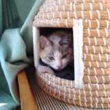 【2026春】キャピタルゲイン狙いのスクリーニング【グロース】