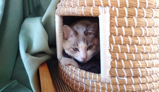 【2026春】キャピタルゲイン狙いのスクリーニング【グロース】