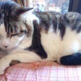 【配当金・分配金】2026年3月分