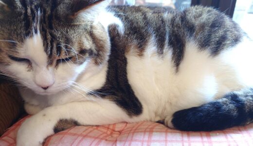 【配当金・分配金】2026年3月分