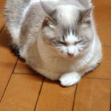 PFFの実績をまとめてみた！AIが！