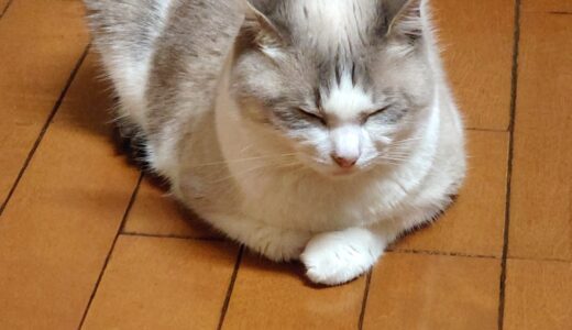 PFFの実績をまとめてみた！AIが！