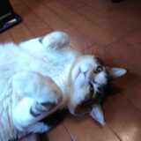 【燻製】アジとか燻してみた