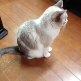 【2026夏】キャピタルゲイン狙いのスクリーニング【バリュー】