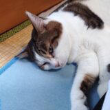【2026秋】キャピタルゲイン狙いのスクリーニング【バリュー】